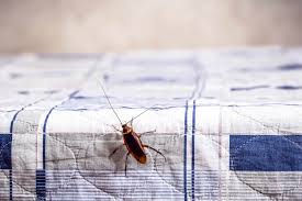 How Cockroaches Get Into Your Home | Kweeza Cleaning