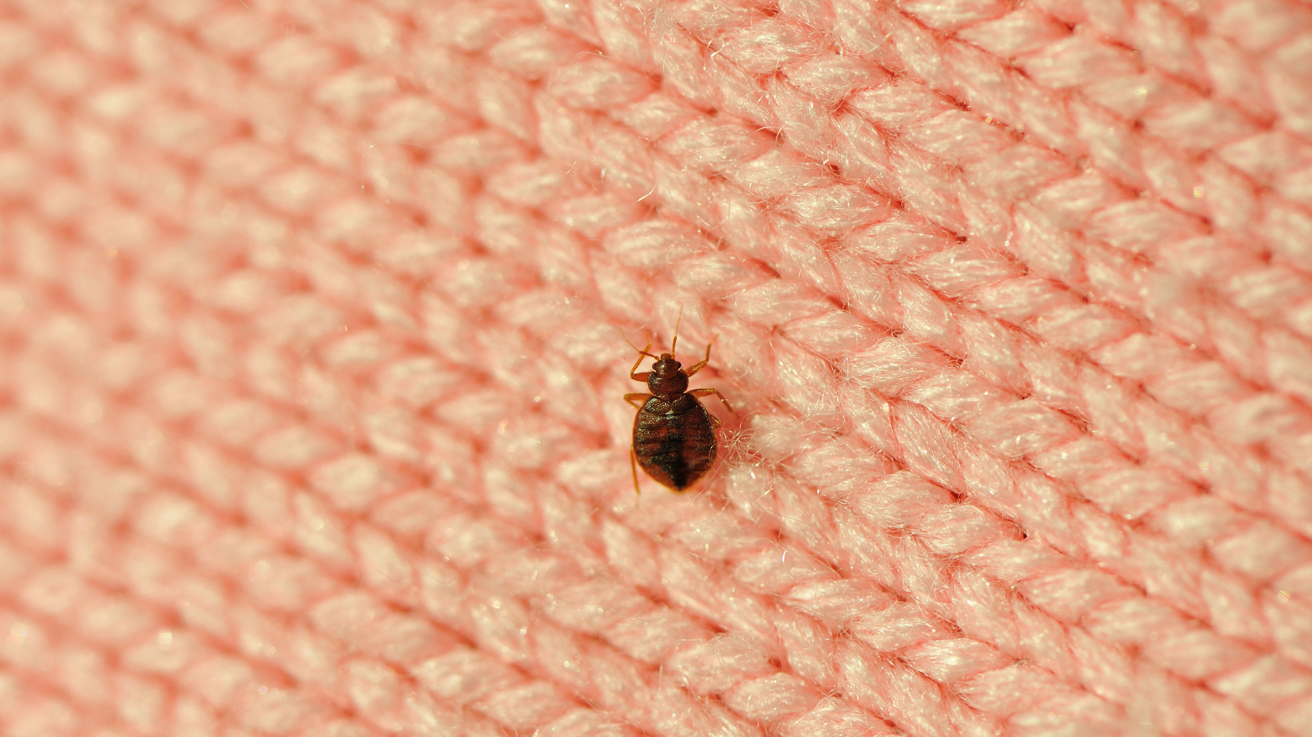 5 Effective Ways to Get Rid of Bed Bugs From Your Mattress | Kweeza Cleaning